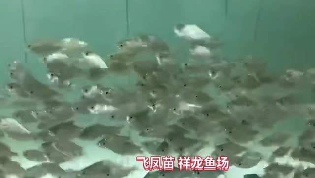 飛鳳魚苗批發(fā)：飛鳳魚苗批發(fā)業(yè)務(wù)