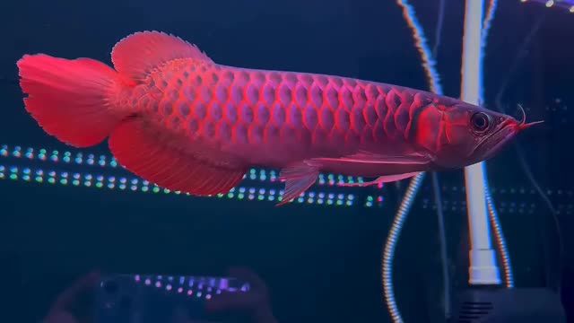 33cm超大尾巴紅龍魚(yú)：33cm超大尾巴紅龍魚(yú)在水族館和寵物市場(chǎng)中受歡迎