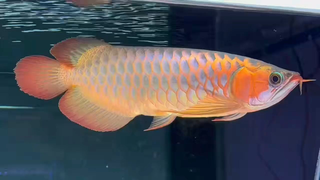 50+超血紅龍魚(yú)：50+超血紅龍魚(yú)是一群經(jīng)過(guò)特殊養(yǎng)殖和培育和培育的魚(yú)類