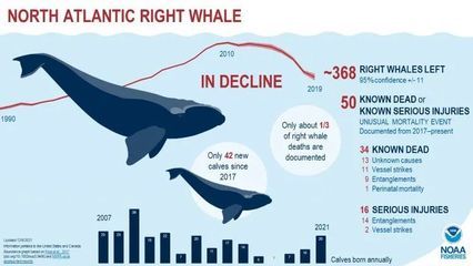 龍魚市場價格走勢圖分析最新消息：龍魚價格走勢圖分析 水族問答 第1張