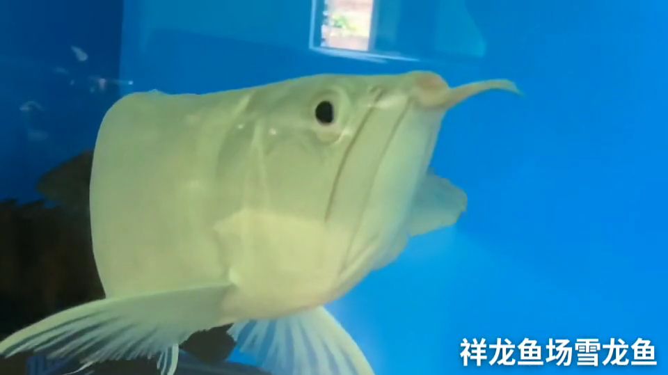 50公分雪龍魚(yú)：水族箱養(yǎng)殖雪龍魚(yú)