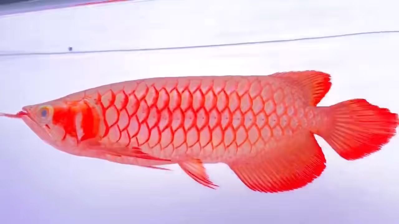 35公分白玉超血紅龍魚，鯊魚嘴：35公分白玉超血紅龍魚