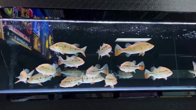 2022帝王三間魚：2022帝王三間魚2022帝王三間魚 混養(yǎng)魚（配魚）