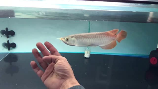 平頭鯊魚嘴小紅龍魚：小紅龍魚是一種常見的水族箱觀賞魚類，以其鮮紅色的頭部和平頭鯊魚嘴形狀而聞名