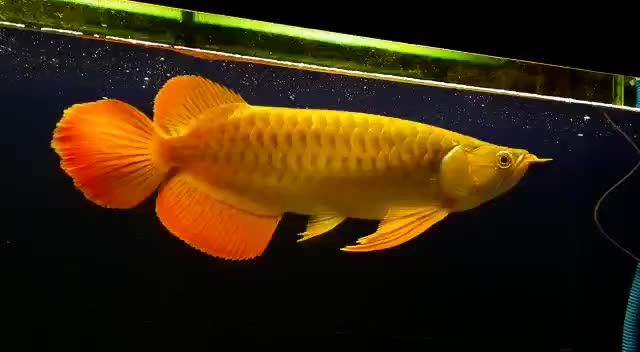 35cm紅龍魚(yú)超大尾翼。一個(gè)魚(yú)缸就你一個(gè)就夠啦：35cm紅龍魚(yú)超大尾翼,一個(gè)魚(yú)缸就你一個(gè)就夠啦