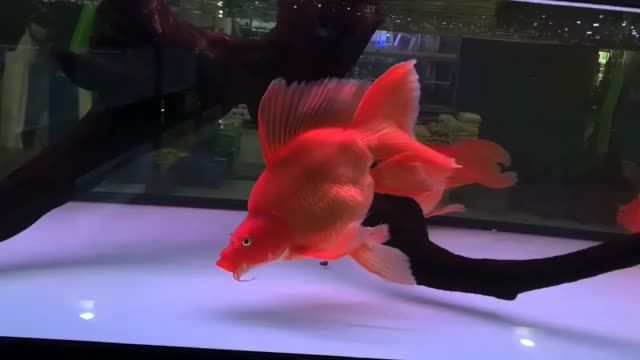 35cm紅色球型蝴蝶鯉魚(yú)#紅色球型蝴蝶鯉：35cm紅色球型蝴蝶鯉