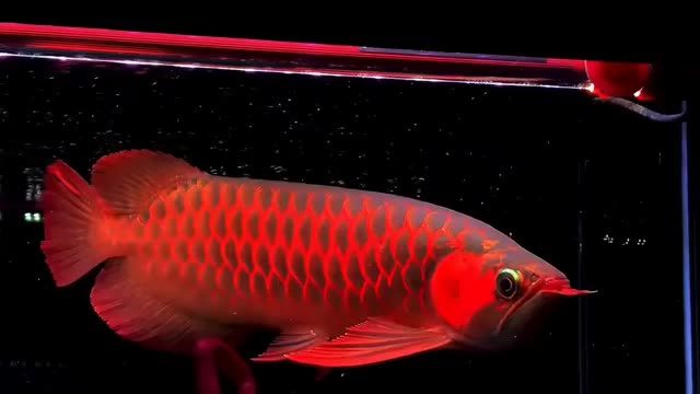 40-42分 超大后三鰭紅龍魚，廣州龍魚進出口貿(mào)易，祥龍魚場：40-42分超大后三鰭紅龍魚