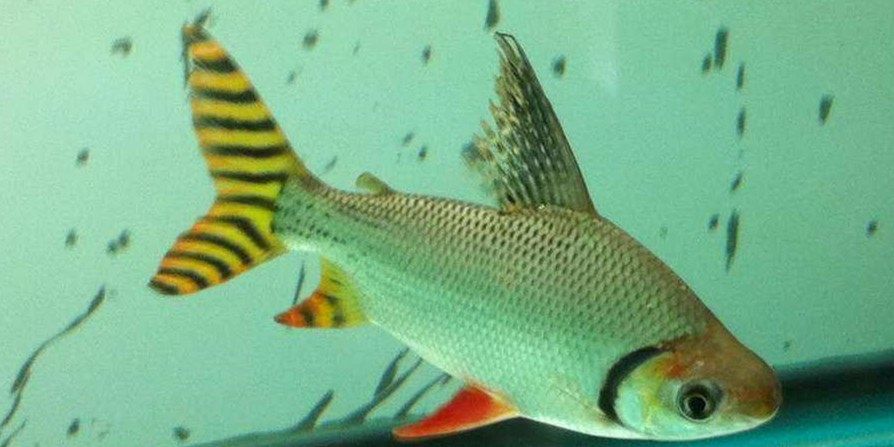 直紋飛鳳魚20cm：gyrinocheilusplagiophorus直紋飛鳳魚 混養(yǎng)魚（配魚）