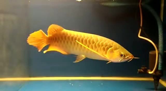 大湖紅龍魚(yú)2025091408：大湖紅龍魚(yú)在野外的壽命通常只有15到20年