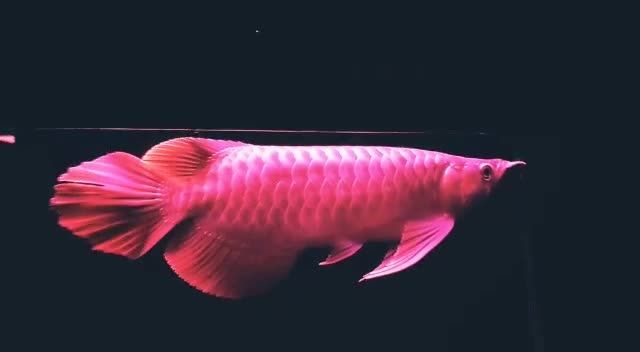 大湖紅龍魚20251702：大湖紅龍魚