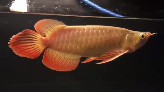 大湖紅龍魚(yú)20250930：《大湖紅龍魚(yú)20250930》