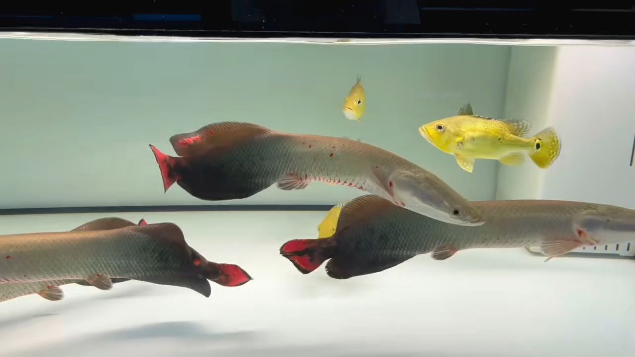 巨骨舌魚：動物圖集：巨骨舌魚