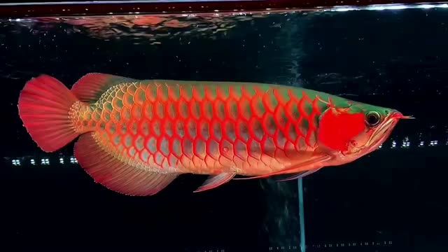 超血紅龍魚(yú)20210315：超血紅龍魚(yú) 紅龍魚(yú)