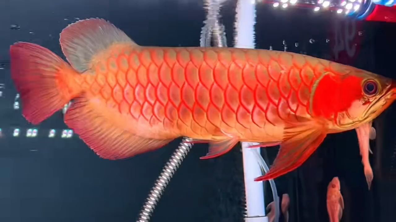 36cm超血紅龍魚(yú)：36cm超大血紅龍魚(yú)