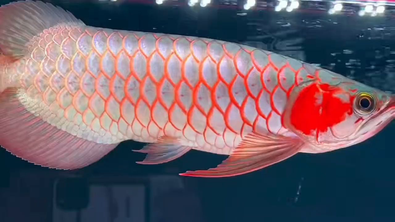 35公分印尼超血紅龍魚(yú)2023：35公分印尼超血紅龍魚(yú)