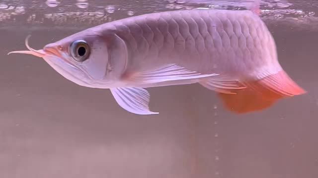 印尼小紅龍魚22公分：印尼小紅龍魚