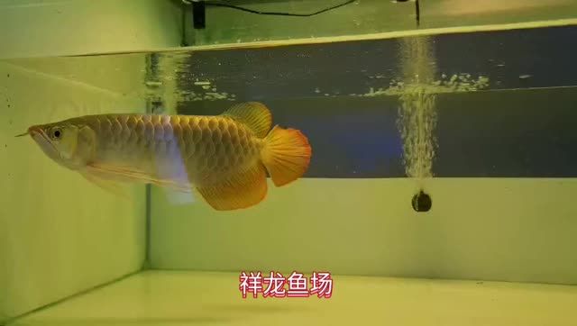 40cm大湖紅龍魚20210215：40厘米大湖紅龍魚