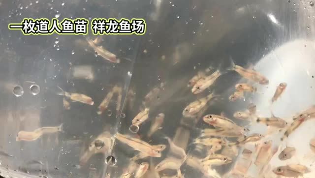 一眉道人魚(yú)苗批發(fā)：一眉道人魚(yú)苗批發(fā)一眉道人魚(yú)苗批發(fā)