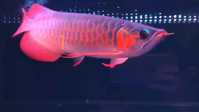 33cm左右 彎鉤巨胸紅龍魚、扇子大后三鰭 鱗底干...：33cm左右的彎鉤巨胸紅龍魚在水族箱中表現(xiàn)出了強大的適應(yīng)性和生命力