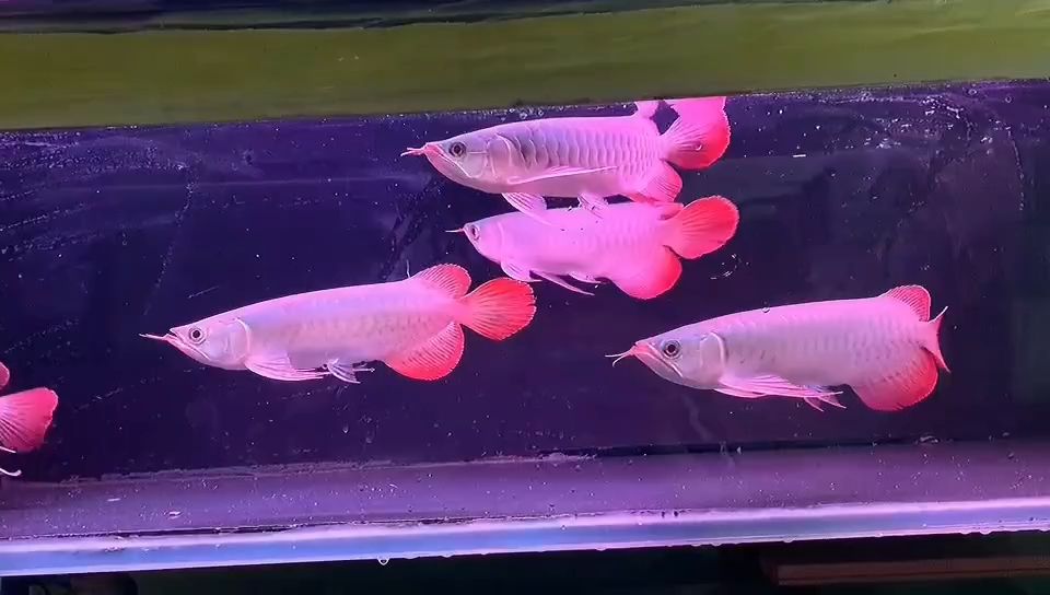 26-28CM紅龍魚批發(fā)：26-28cm紅龍魚批發(fā)品名：印尼紅龍魚 紅龍魚