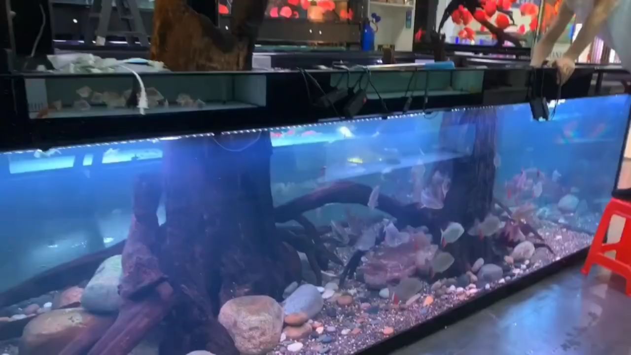 水族箱地缸定制：水族箱地缸定制設(shè)計(jì) 混養(yǎng)魚（配魚）