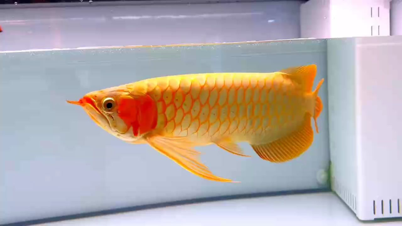 賽級紅龍魚2023：賽級紅龍魚怎么樣？