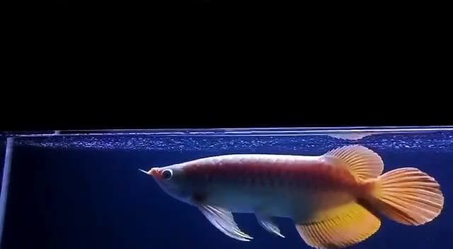 2022大湖紅龍魚：2022大湖紅龍魚保護(hù)