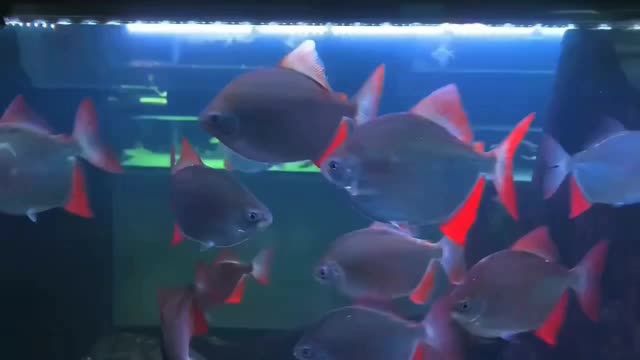 紅魔王銀版魚：紅魔王銀版魚是一種新型的觀賞魚