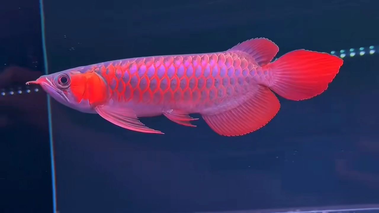 大鰭大尾35CM紅龍魚：大鰭大尾35cm紅龍魚