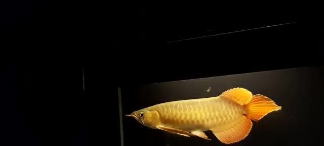 七鰭超大的大湖紅龍魚：七鰭超大的大湖紅龍魚你見過嗎？