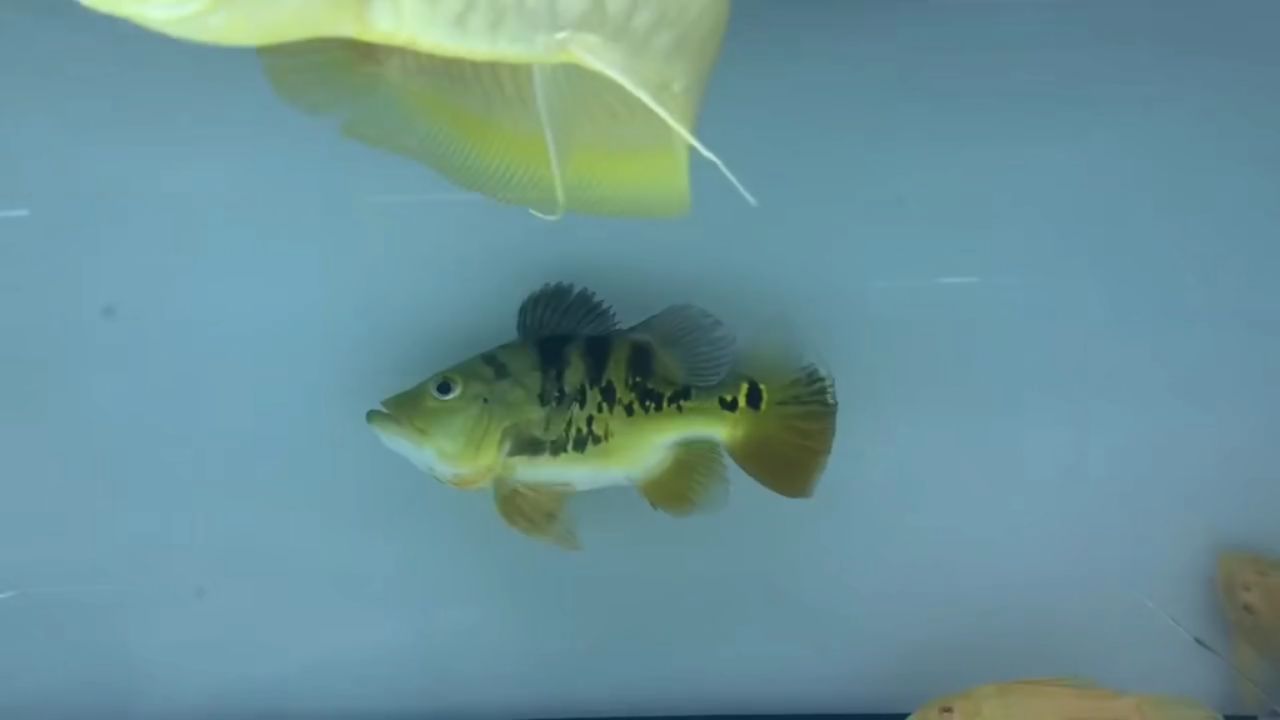 巴西亞魚(yú)來(lái)個(gè)短身的：巴西亞魚(yú)是一種什么樣的魚(yú)