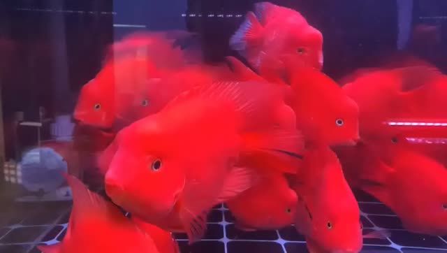 小號財神鸚鵡魚批發(fā)。廣州水族批發(fā)市場百藝城E205檔口：小號財神鸚鵡魚批發(fā)