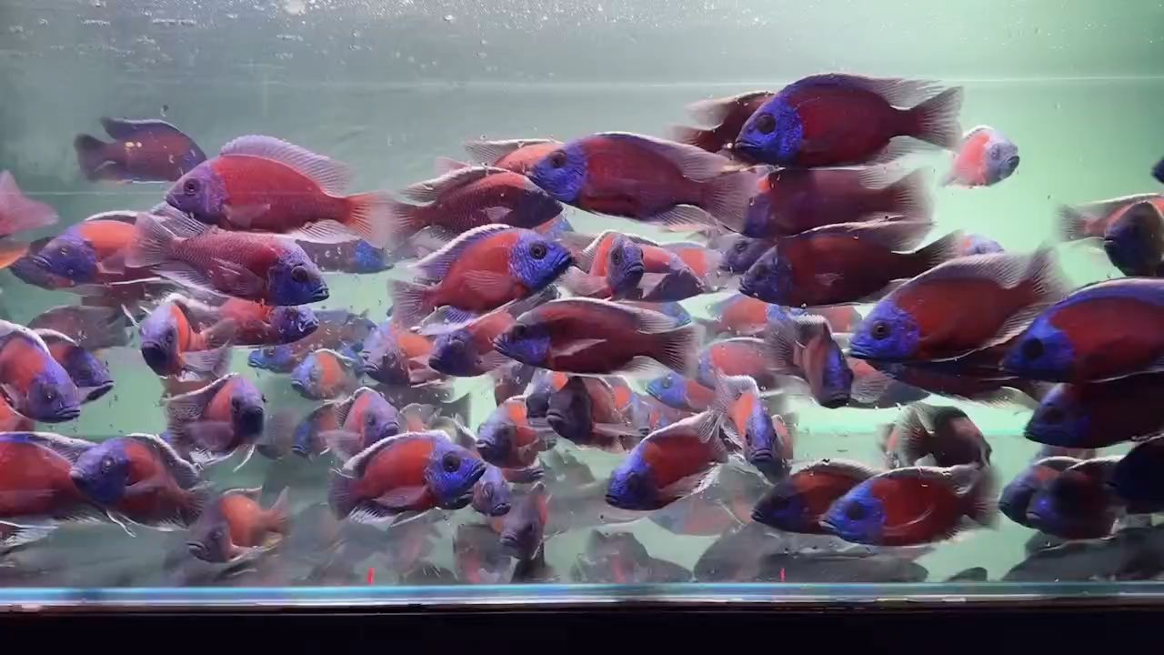 紅面財神魚