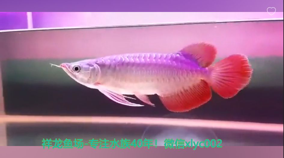 賣龍魚賺錢嗎？高利潤背后的風(fēng)險與挑戰(zhàn)：養(yǎng)龍魚賺錢嗎？