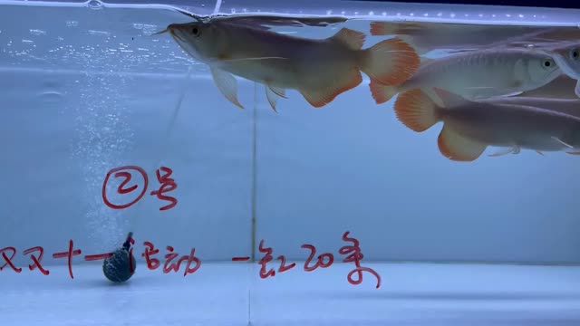 雙11紅龍魚批發(fā)特價秒殺2號缸20條：雙11紅龍魚批發(fā)特價秒殺