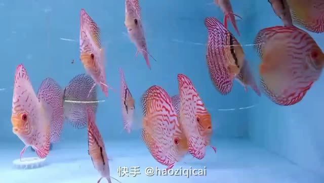 七彩神仙魚：七彩神仙魚怎么養(yǎng) 混養(yǎng)魚（配魚）