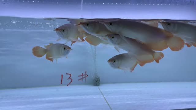 2021雙11紅龍魚(yú)批發(fā)特惠13號(hào)缸：2021雙11紅龍魚(yú)批發(fā)特惠13號(hào)缸開(kāi)幕