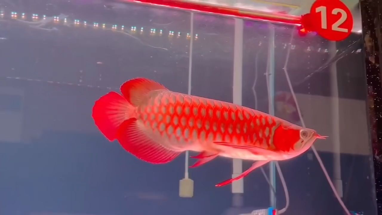 精品超血紅龍魚(yú)：精品超血紅龍魚(yú)的飼養(yǎng)方法和注意事項(xiàng)如何鑒別其真?zhèn)?></a><h4 class=