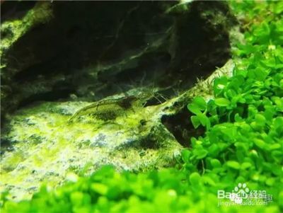 龍魚是什么樣的魚類：龍魚是一種怎樣的魚類？ 水族問答 第2張