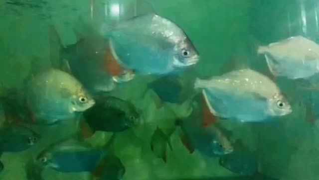 麥肯斯銀版魚(yú)：麥肯斯銀版魚(yú)是一種特殊的魚(yú)類(lèi)生活在深海中尋找食物