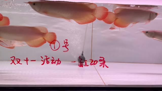 雙11紅龍魚批發(fā)特價(jià)秒殺1號缸20條：雙11紅龍魚批發(fā)特價(jià)秒殺1號缸20條紅龍魚20條