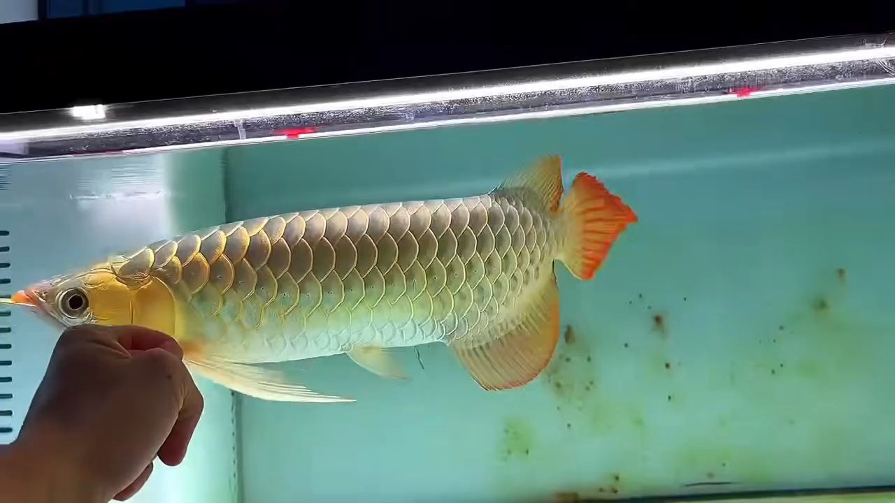 火焰大湖紅龍魚：火焰大湖紅龍魚對(duì)于維持湖泊生物多樣性和水質(zhì)健康具有重要意義