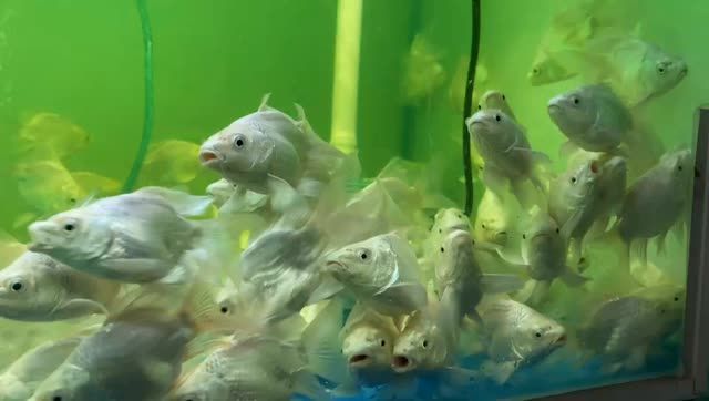 10公分球型蝴蝶鯉魚：10公分球型蝴蝶鯉魚10公分球型蝴蝶鯉魚 混養(yǎng)魚（配魚）