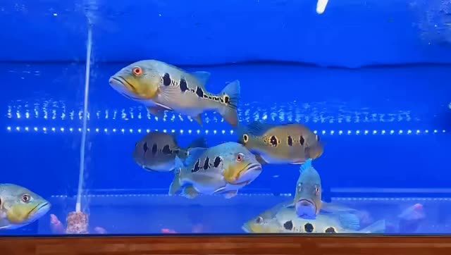 野生眼斑魚：野生眼斑魚是一類生活在河流和湖泊中的小型底棲動物 混養(yǎng)魚（配魚）