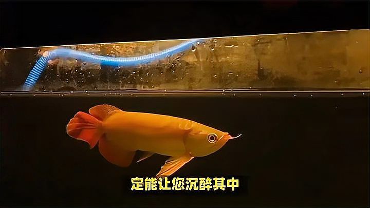 揭秘水族箱王者風(fēng)范大湖紅龍魚 #大湖紅龍魚：兩條大湖紅龍魚欣賞揭秘 混養(yǎng)魚（配魚）