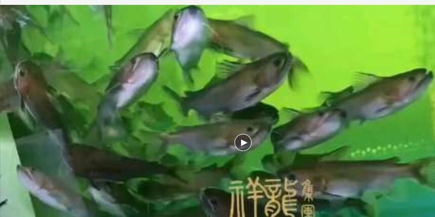 大嘴鯨魚，比他小的都能吃得下，太兇悍：大嘴鯨魚比他小的都能吃下，比他小的都能吃下，太兇悍 混養(yǎng)魚（配魚）