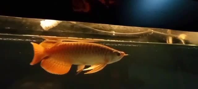 印尼魚場(chǎng)代購（直選）大湖紅龍魚：印尼大湖紅龍魚