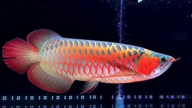 紫嫣超血紅龍魚(yú)：紫嫣超血紅龍魚(yú)是一種具有極高觀賞性的魚(yú)類