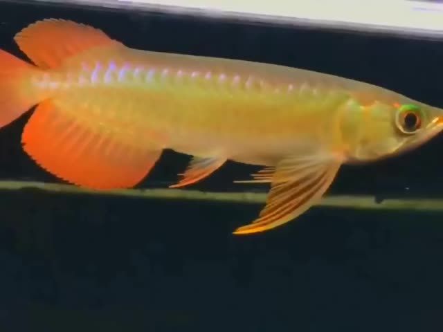 21公分火焰尾紅龍魚：21公分火焰尾紅龍魚家庭水族箱中的亮麗風(fēng)景 混養(yǎng)魚（配魚）