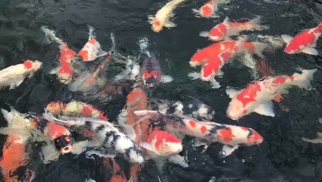 名貴錦鯉紅白丹頂大正三色白寫(xiě)錦鯉魚(yú)：名貴錦鯉紅白丹頂大正三色白寫(xiě)錦鯉魚(yú)市場(chǎng)價(jià)值和文化意義